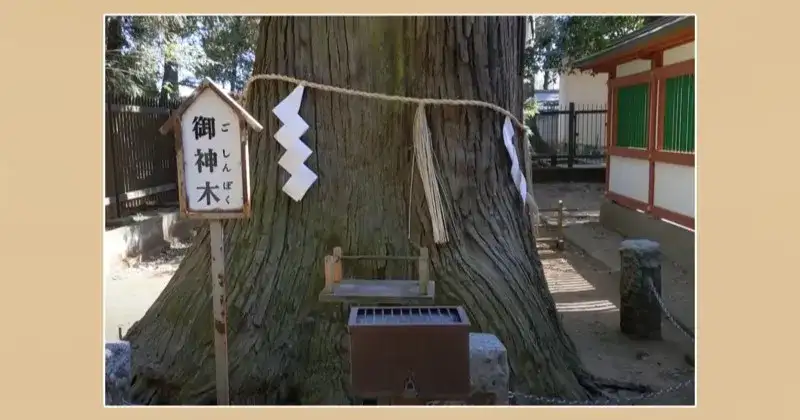 一言主神社 初詣 御神木